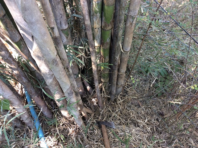 屋根作りのために竹を50本もとってこなければ パーマカルチャー研究所